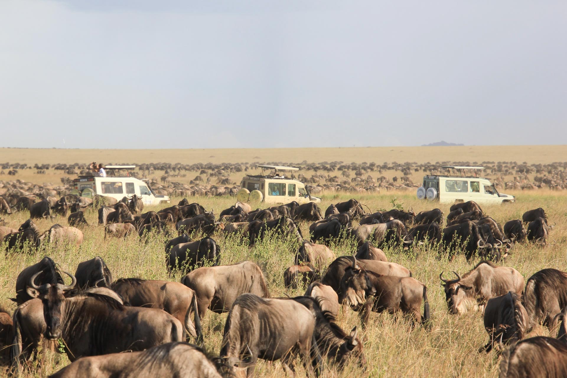 The-Great-Serengeti-Migration-Safari-5