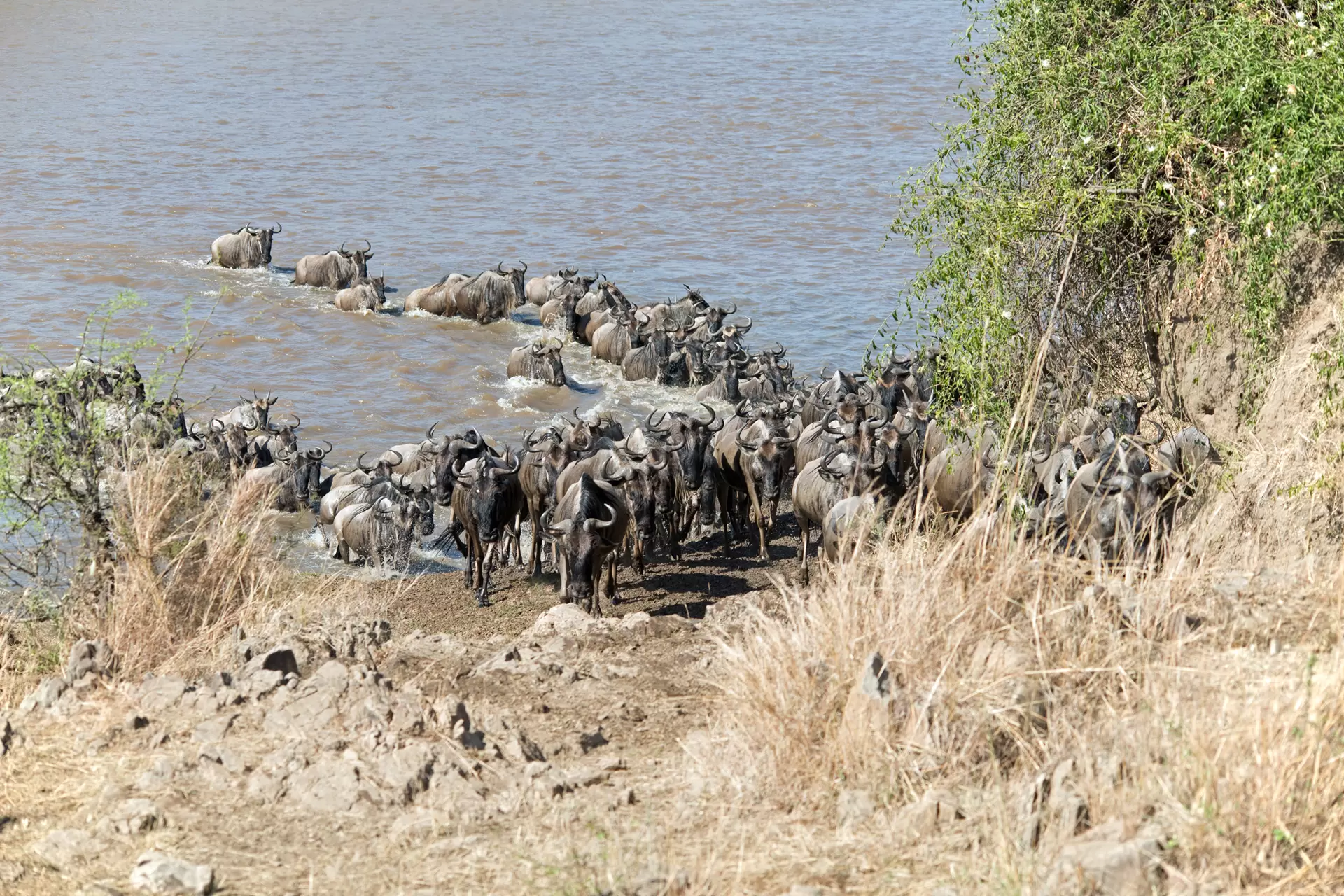 Serengeti-Migration-Safari-10