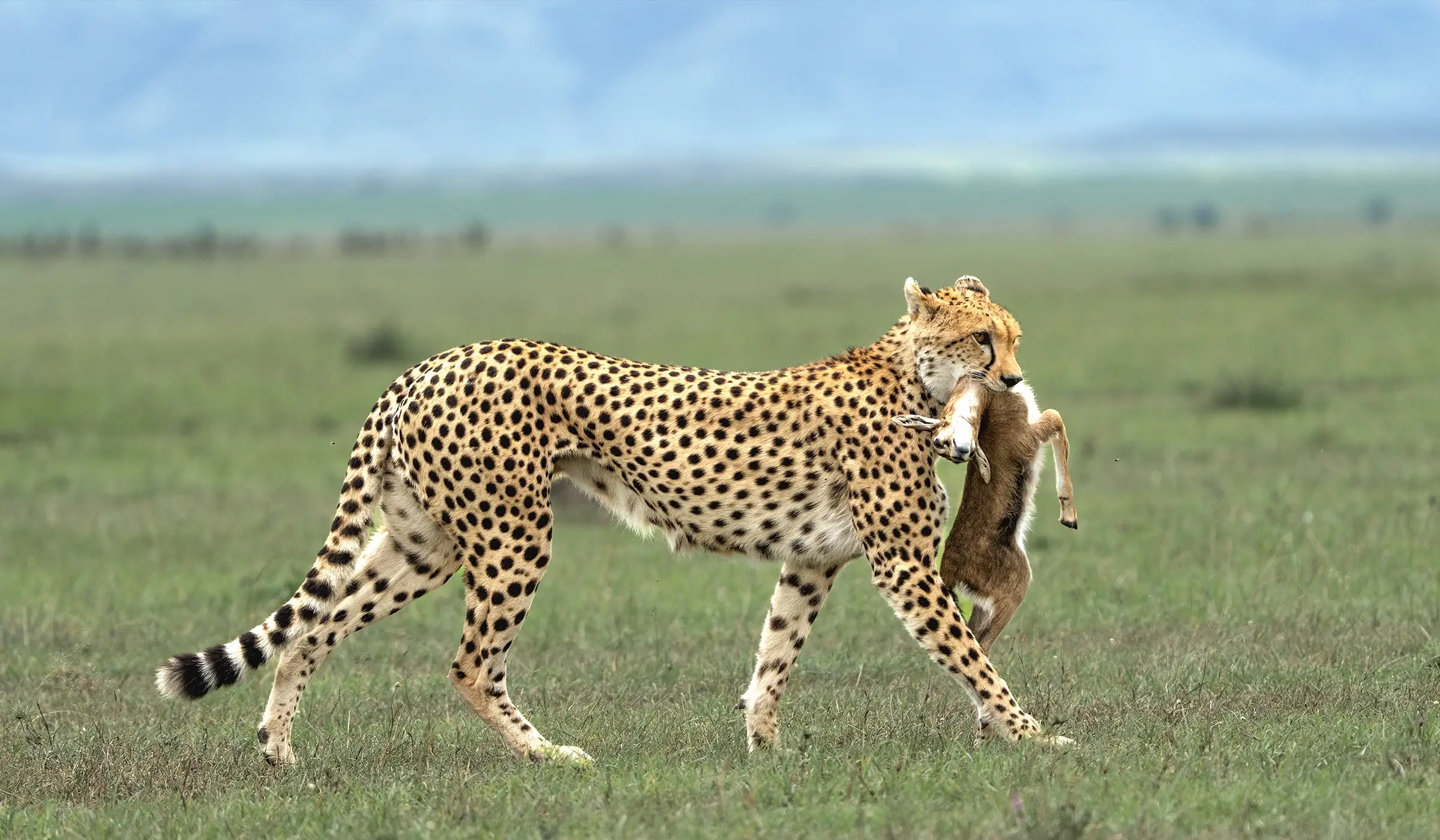 Serengeti-Parks-With-Eastland-1
