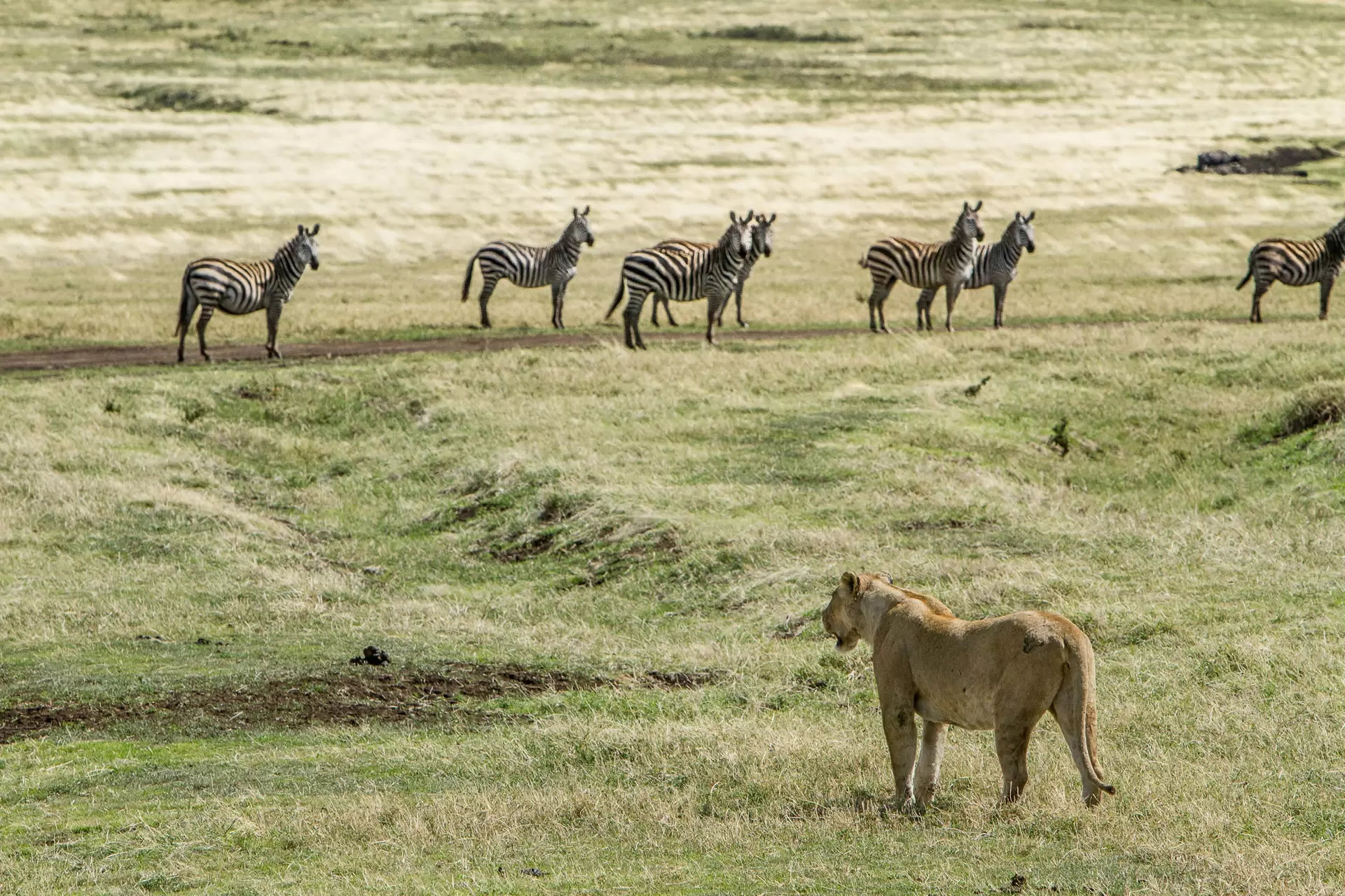 Ngorongoro Crater (1)