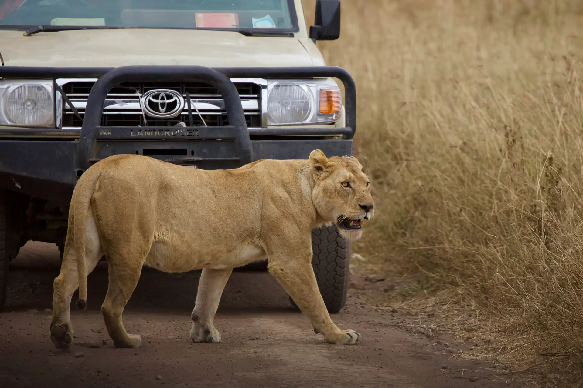 Ngorongoro Crater (2)