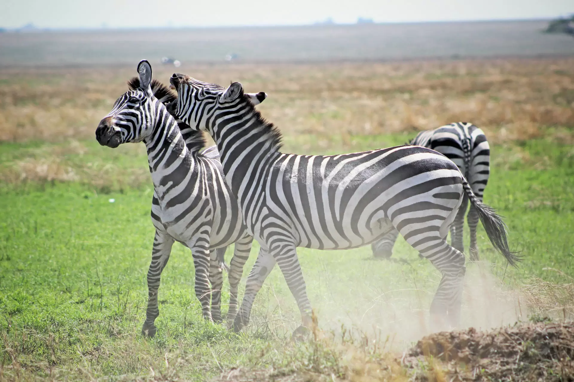 Ngorongoro Crater (4)