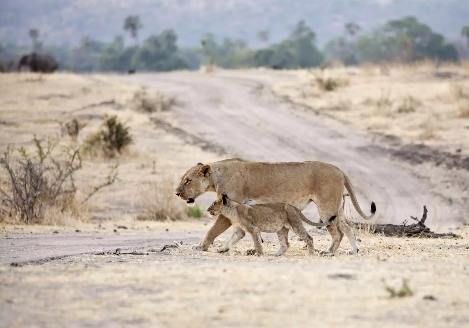Ruaha-National-Parks-1