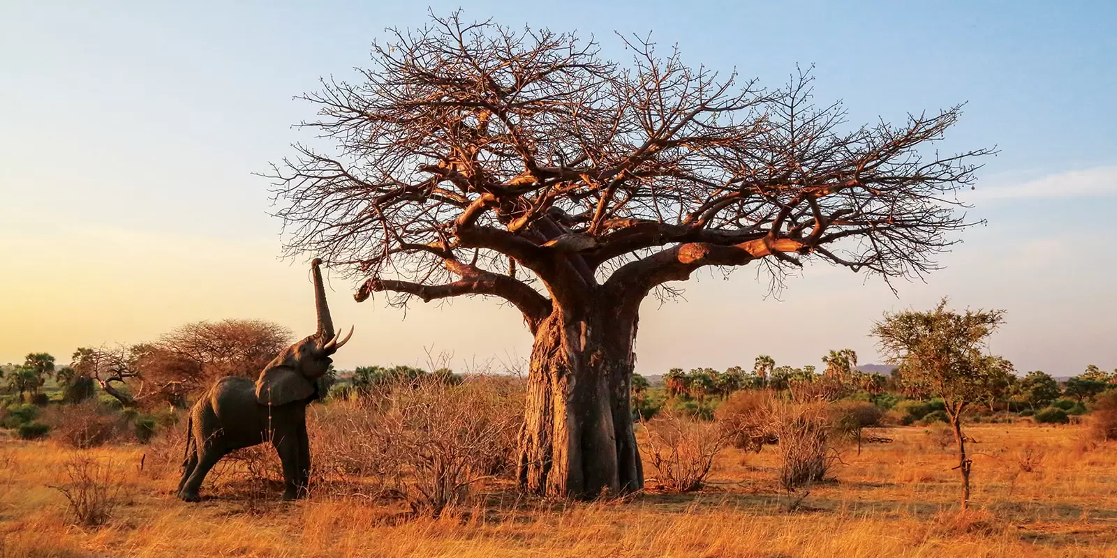 Ruaha-National-Parks-3