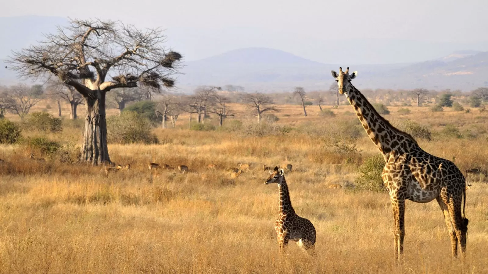 Ruaha-National-Parks-5