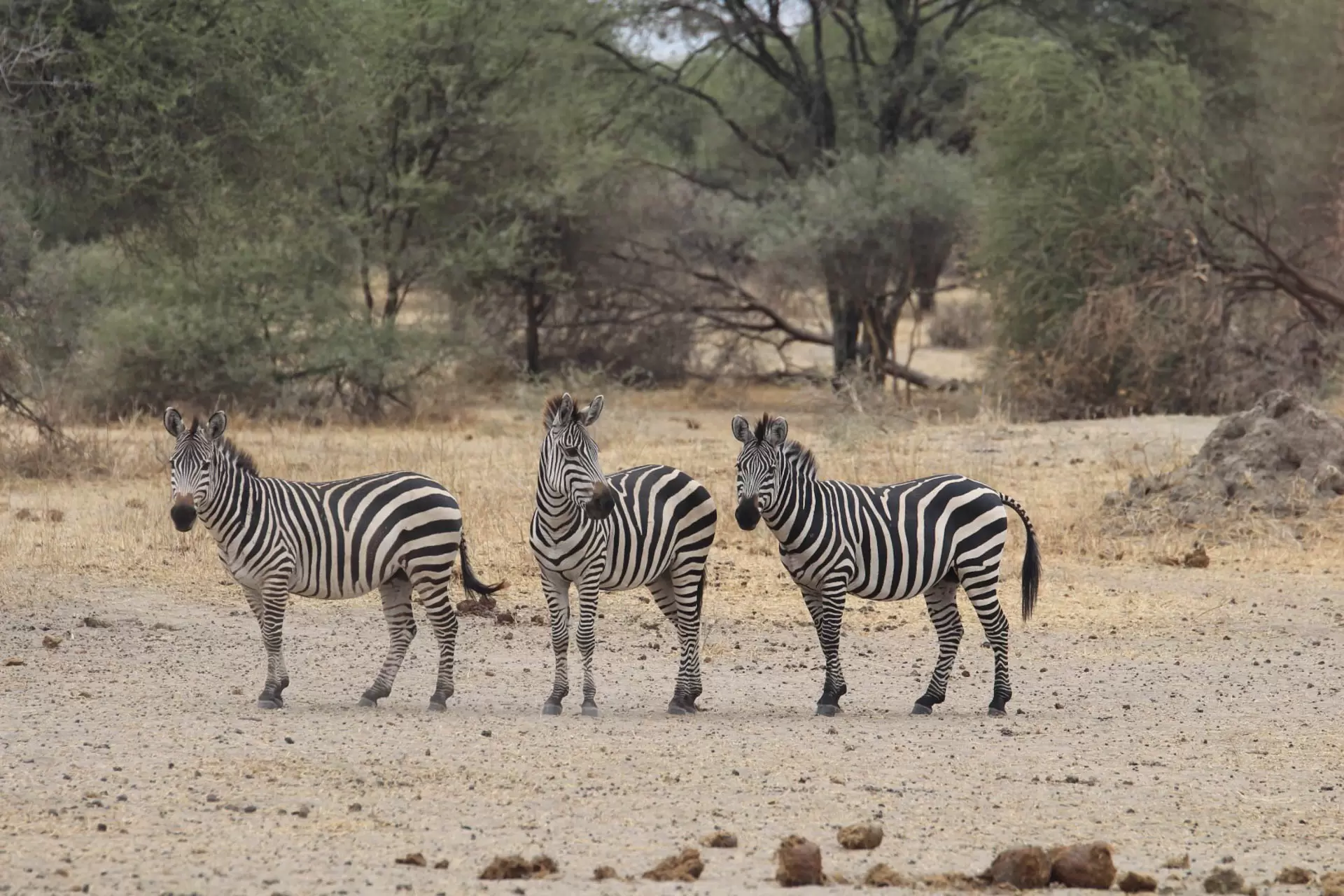 Tarangire National Park (1)