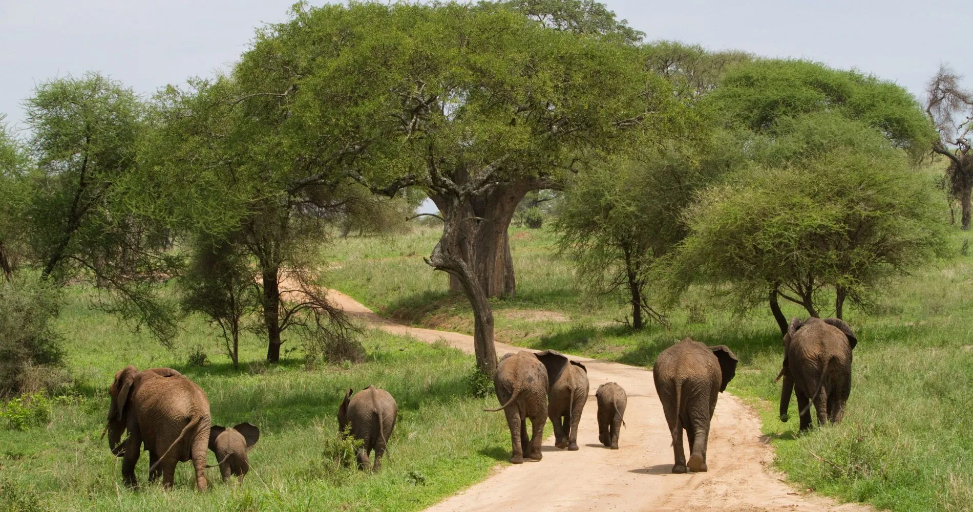 Tarangire National Park (2)