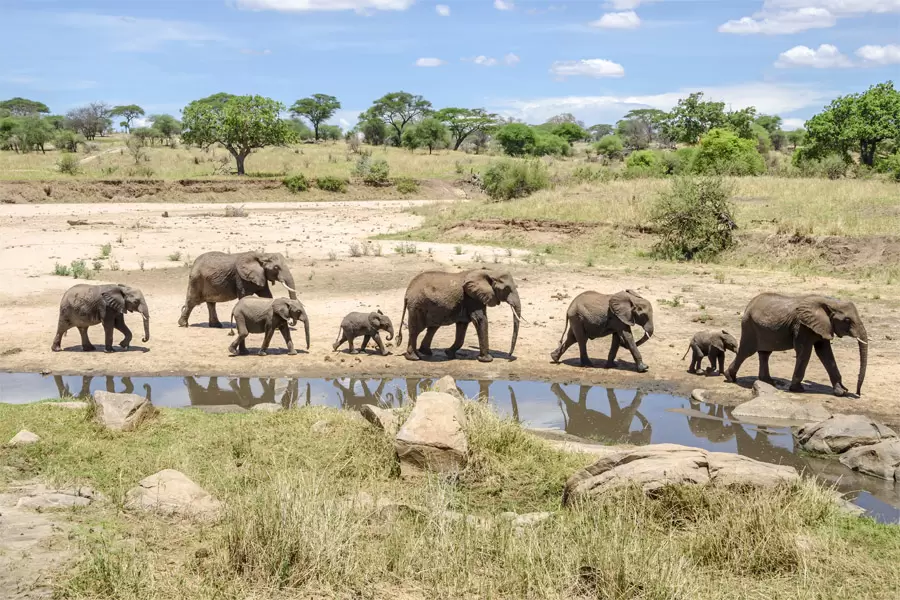 Tarangire National Park (2)