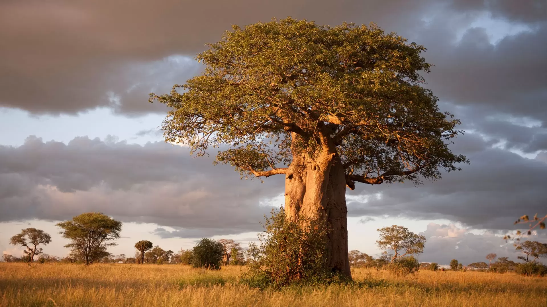 Tarangire National Park (3)