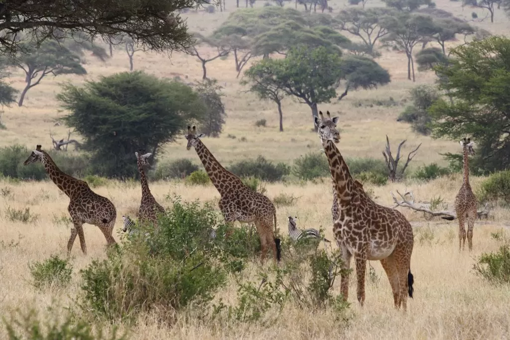 Tarangire National Park (5)